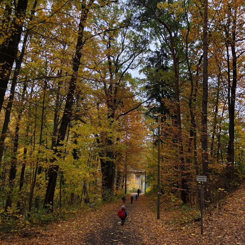 Unterwegs im Wald